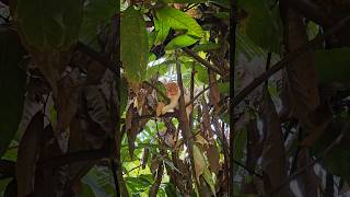 കൊക്കോക്കാ പറിച്ച് തരുന്ന 😼😬 പൂച്ച കുട്ടൻ Cat kuttan helping farming the coco fruit parikals