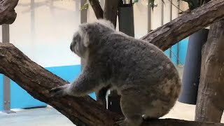 番外編　ジャンプするコアラもカワイイ♪【多摩動物公園】【2022年12月19日】