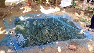 Low cost fish pond(കുറഞ്ഞ ചിലവിൽ പടുതാ കുളം നിർമ്മാണം)