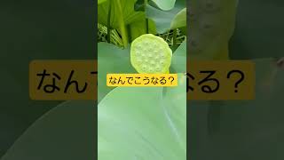 なんだこれ？誰か教えて下さい