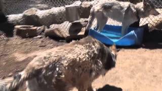 Rescue Wolf Dog Mix Bathing Standing Water LARC