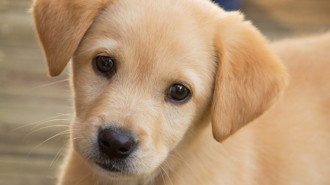 7 Adorable Puppy Facts Youtube