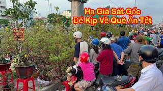 Chợ hoa mai tết đồng loạt hạ giá sát gốc để kịp về quê ăn tết, người Sài Gòn mua quá trời