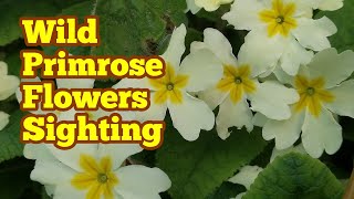 Wild Primrose Flower: First Springtime Sighting