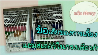 การเลี้ยงแฮมสเตอร์: ข้อเสียของการเลี้ยงแฮมสเตอร์ในกรงเดียวกัน Hamster / min story