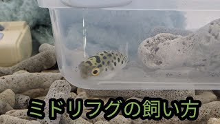 ミドリフグの飼い方【簡単】失敗談もお話します。