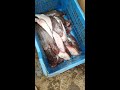 new veriety of fish at nuagarh astarang