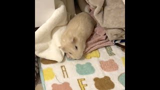 まったり気分のモルモット🐹🌟3歳 #Shorts #guineapig #天竺鼠