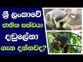 ශ්‍රී ලංකාවේ ජාතික සත්වයා දඬුලේනා | Dadulena is the national animal of Sri Lanka | tv desanda
