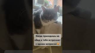 Все ждут мать🤣🤣🤣 #cat #love #кот #юмор #приколы