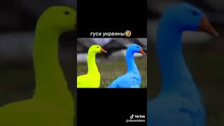 Гуси України