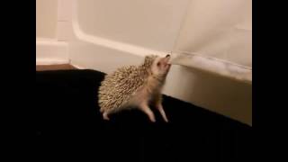 Hedgehog Tries to Steal Shower Curtain