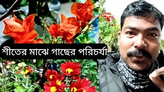 শীতের মাঝে গাছের পরিচর্যা/এমন বেশ কিছু গাছ যেমন এজেলিয়া বোগেন ভেলিয়া চন্দ্রমল্লিকা বারোমাসি ফুল