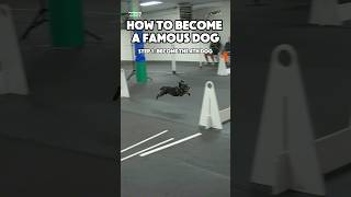 How to become a famous dog