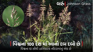 બરું || Johnson grass || આપતિ જનક આ નીંદણ વિશ્વના દરેક દેશ માં પ્રસરી રહ્યું છે