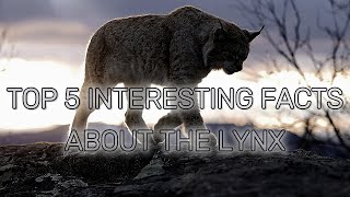 Top 5 Interesting facts about the Lynx 🐾