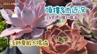 法師在我們南方開始作度夏準備｜頂樓多肉目前現況｜一個月一次的介殼蟲防治要記得