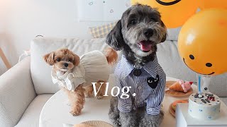 Vlog) 라떼네서 몽몽이 생일파티 하다 🎂 즉흥이지만 재밌는 강아지 생파 🎁🎉