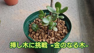 【金のなる木】 挿し木に挑戦してみる