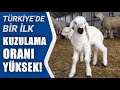 Türkiye'nin İlk Akademik Kuzuları Dünyaya Geldi! Dördüze Yatkın Irk l AGRO TV Haber