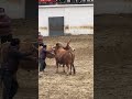 bullfight youtubeshorts bull