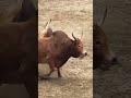 bullfight youtubeshorts bull