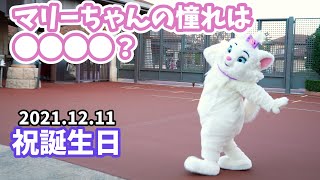 マリーちゃんが憧れているのは誰？ 誕生日に見せてくれた愛くるしい姿を紹介。クリスマスだけの限定コスチュームもお見せします！（2021年12月11日、東京ディズニーシー） #231