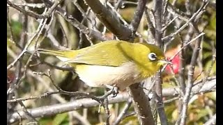 大高緑地公園の野鳥-八重唐梅とメジロ　/ Plum and Japanese White-eye at Odaka Greenery Park