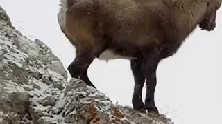 野山羊攀爬山崖和大坝，让人心惊肉跳岩羊 奇趣自然 野生动物零距离 神奇动物在抖音 动物科普