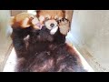 Red Panda Grooming (Need to Clean your Paws) #redpanda #cute