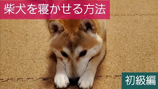 柴犬の寝かせ方講座[ちょろ柴編]