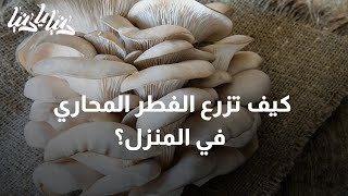 كيف تزرع الفطر المحاري في المنزل؟ - دنيا يا دنيا #زراعة_الفطر