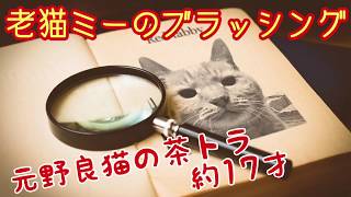 【元野良 茶トラ】老猫でツヤのない毛でもブラッシングは不可欠！「メルカリ購入ハンドメイドブラシ編」