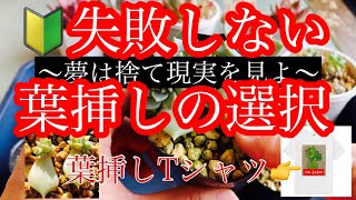 【多肉植物】【葉挿し】葉挿し成功をお手伝いします！夢は捨て、現実を見よ！そしたら、必ず成功する！