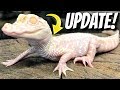 MY ALBINO ALLIGATOR IS GETTING HUGE!!! | BRIAN BARCZYK