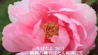 冬ぼたん2011　鶴岡八幡宮ぼたん庭園にて.wmv