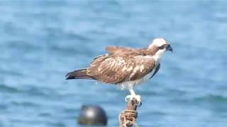 ミサゴ　富浦公園