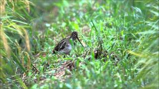 チュウジシギ (Swinhoe's Snipe)