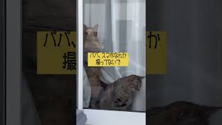 「窓開けてくれダンス」トム＆エマ（#shorts #昭島市 #猫 #ねこ #開けてくれダンス）