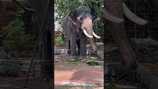 THOTTAKADU KANNAN | തോട്ടക്കാട് കണ്ണൻ 🐘 #elephant #aanapremi #aanakeralam #viral #ulsavam #trending