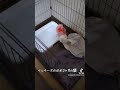 【子犬】マルチーズのポポ2ヶ月　 子犬　 思い出　 マルチーズ　 マルチーズのポポ　 dog　 可愛い子犬 　 babyanimal 　 子犬　 パピー　 子犬を飼う 　 多頭飼い