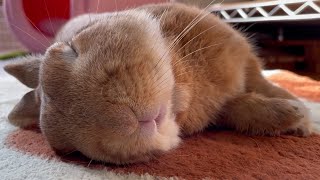 A 1-hour special rabbit soothing video that you can watch alone when you're tired (No.1334)