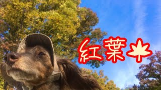 【シニア犬ダックス】紅葉を見ながらお散歩