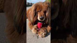 Wally The Tibetan Mastiff's very first Tim Hortons