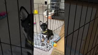 【毎日黒柴】無駄吠え防止トレーニング #柴犬#黒柴#黒柴犬#子犬#犬のいる暮らし#short#shorts