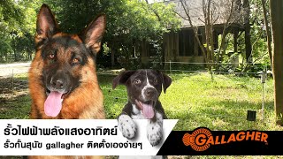 รั้วไฟฟ้าพลังแสงอาทิตย์ รั้วกั้นสุนัข gallagher ติดตั้งเองง่ายๆ