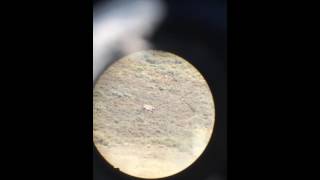 6.5 CREEDMOOR 143 ELD-X vs antelope 400 yds