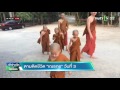 ตามติดชีวิตเณรกร วันที่ 3 22 03 59 เช้าข่าวชัดโซเชียล thairathtv