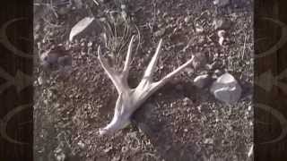 Mule Deer Shed Hunting on the Arizona Strip - MossBack