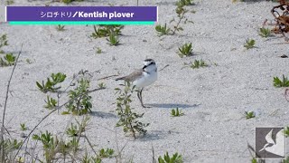 砂浜のシロチドリ/Kentish plover on sandy beach